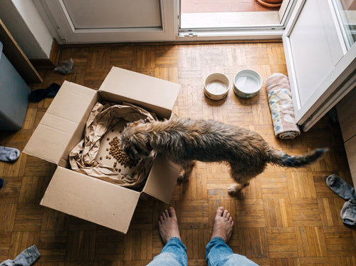 SETTLE — The 21-Day Plan to Calm an Overexcited Dog (Digital Ebook)